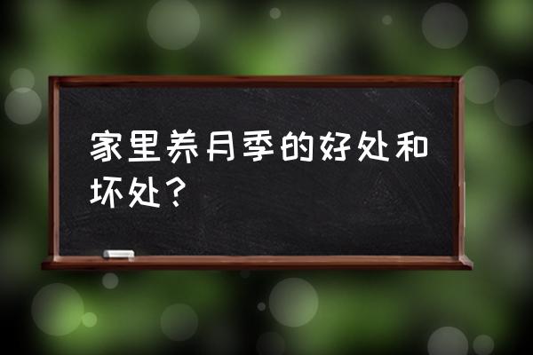 月季花功效与禁忌 家里养月季的好处和坏处？