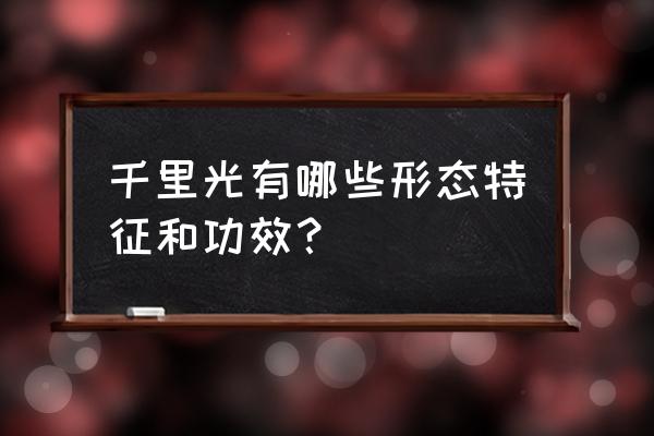 千里光外用的功效 千里光有哪些形态特征和功效？