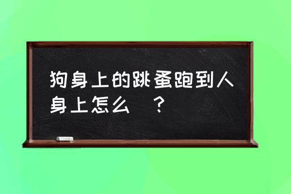 狗跳蚤在人身上怎么办 狗身上的跳蚤跑到人身上怎么辦？