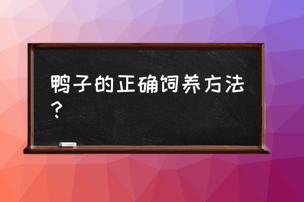 养鸭子的方法 鸭子的正确饲养方法？