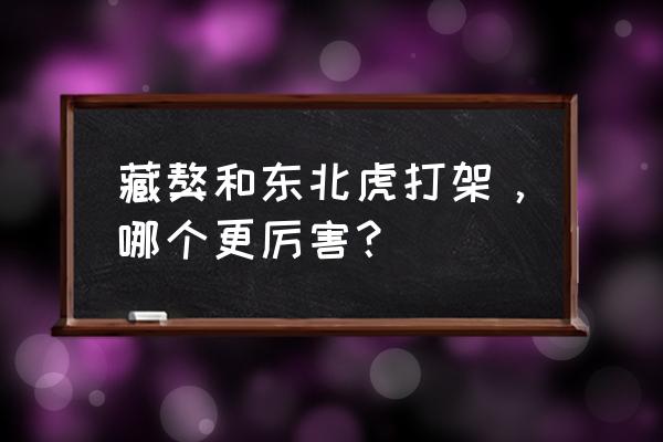 东北虎干掉12只藏獒 藏獒和东北虎打架，哪个更厉害？