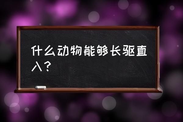 长驱直入的动物 什么动物能够长驱直入？