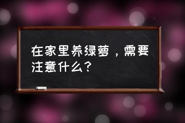 家里养绿萝的禁忌 在家里养绿萝，需要注意什么？