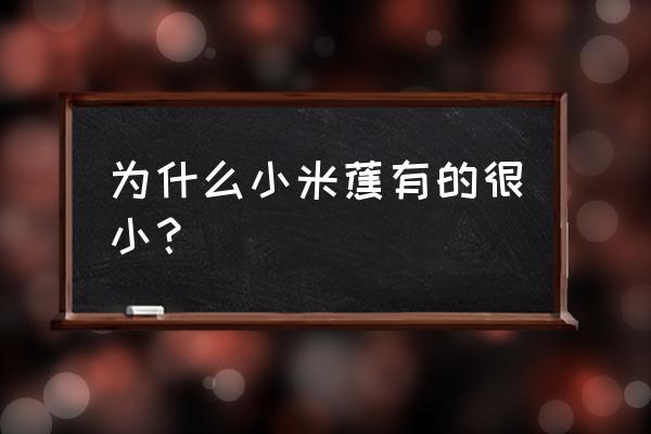 小米蕉是什么 为什么小米蕉有的很小？