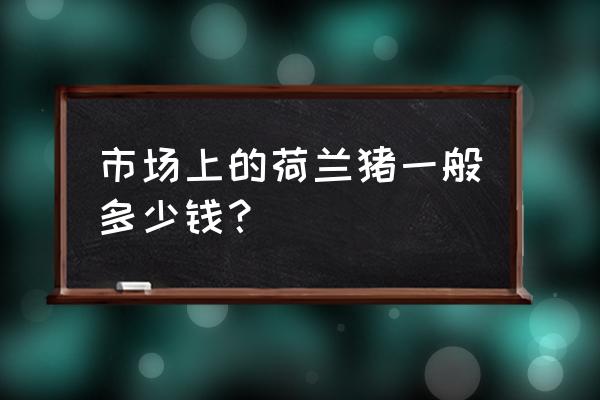 长毛荷兰猪多少钱 市场上的荷兰猪一般多少钱？