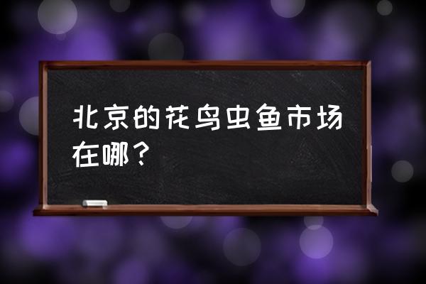 北京花鸟鱼虫宠物市场在哪 北京的花鸟虫鱼市场在哪？