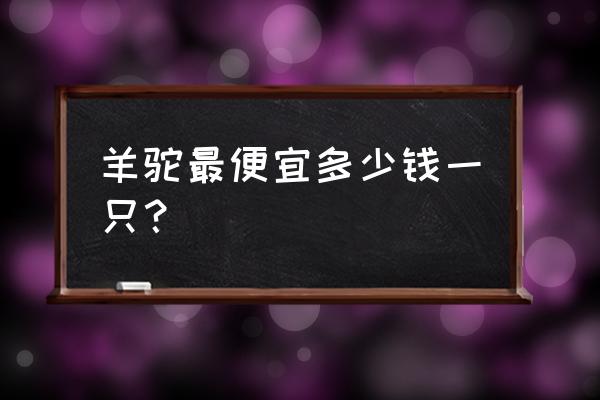 羊驼最便宜一只多少元 羊驼最便宜多少钱一只？