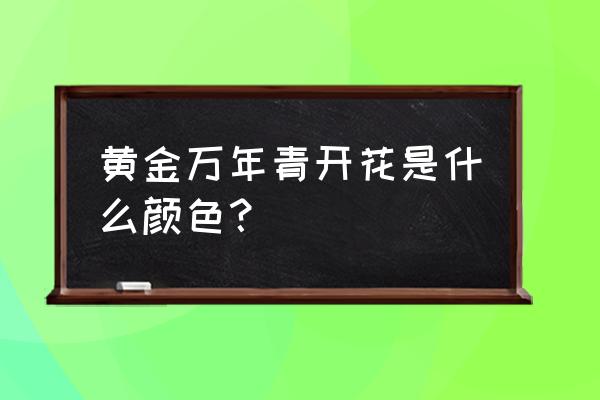 万年青开花代表什么 黄金万年青开花是什么颜色？