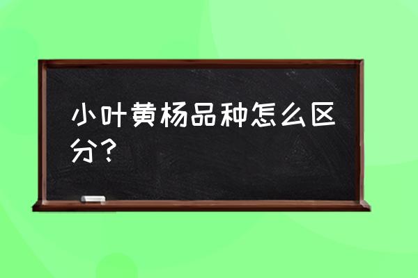 小叶黄杨木鉴别方法 小叶黄杨品种怎么区分？