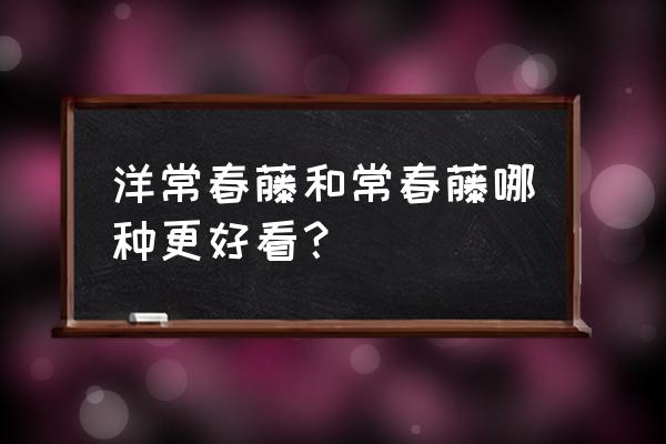 洋常春藤与常春藤区别 洋常春藤和常春藤哪种更好看？