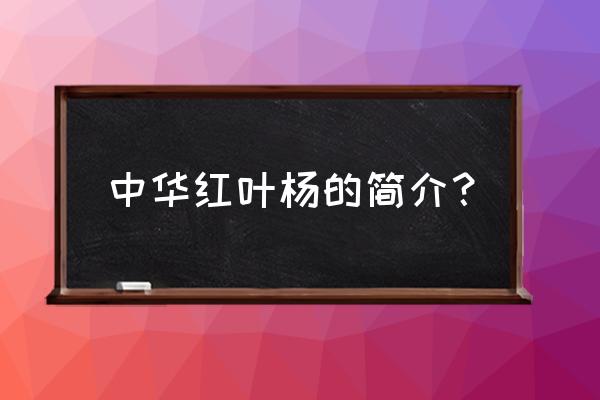 中华红叶杨怎么样 中华红叶杨的简介？