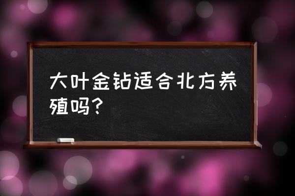 大叶金钻适合在家里养吗 大叶金钻适合北方养殖吗？