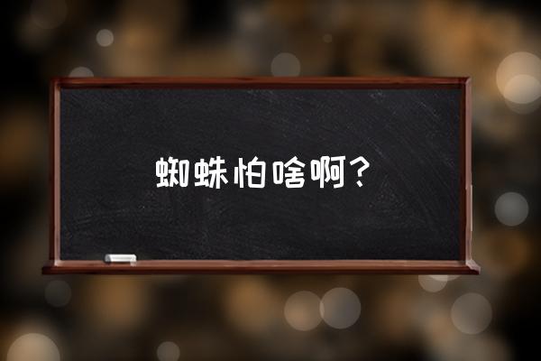 蜘蛛怕什么 蜘蛛怕啥啊？