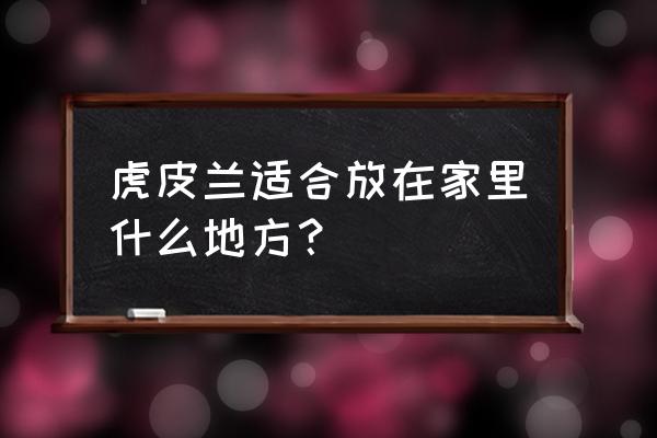 虎皮剑兰适合放在哪里 虎皮兰适合放在家里什么地方？