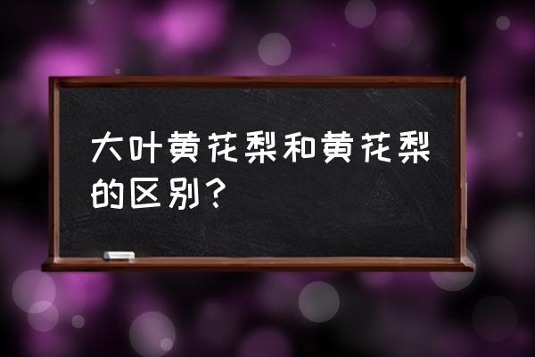 大叶黄花梨树 大叶黄花梨和黄花梨的区别？