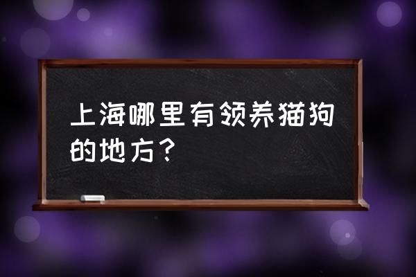 上海宠物领养 上海哪里有领养猫狗的地方？