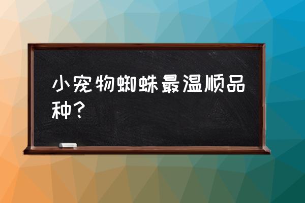 墨西哥火脚和血脚 小宠物蜘蛛最温顺品种？