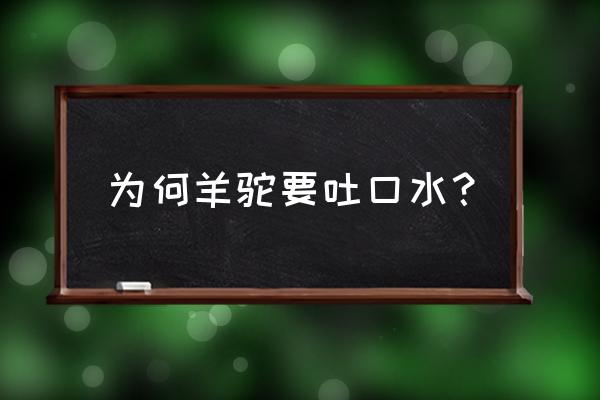 羊驼吐口水表示什么 为何羊驼要吐口水？