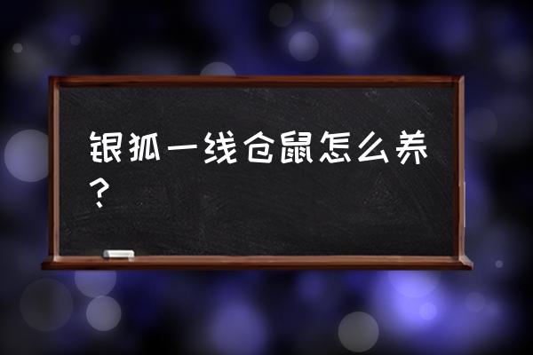 新手如何养好银狐仓鼠 银狐一线仓鼠怎么养？