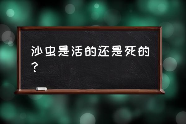 沙虫又叫什么 沙虫是活的还是死的？