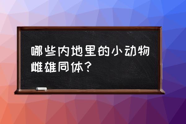 常见的雌雄同体的动物 哪些内地里的小动物雌雄同体？