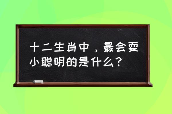 痴人说梦什么生肖 十二生肖中，最会耍小聪明的是什么？