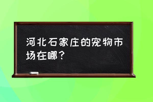 石家庄正规的宠物市场 河北石家庄的宠物市场在哪？