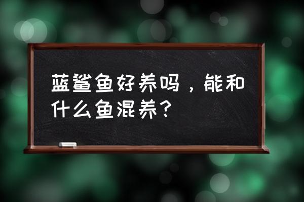 蓝鲨突击队 蓝鲨鱼好养吗，能和什么鱼混养？