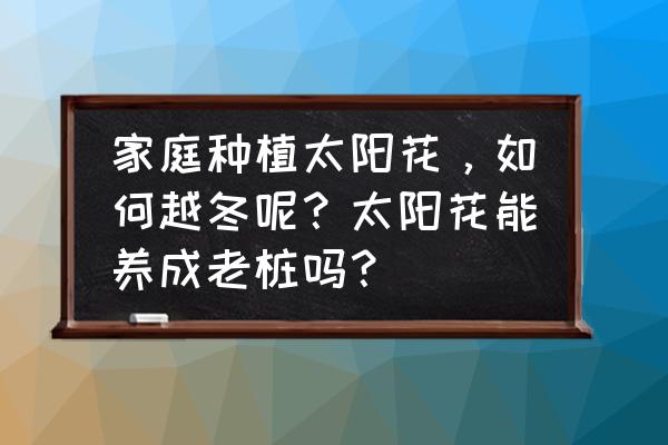 太阳花怎么养才能越养越好 家庭种植太阳花，如何越冬呢？太阳花能养成老桩吗？