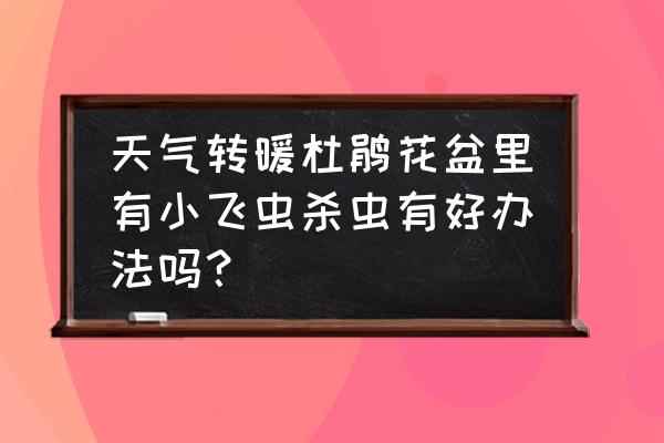 阳台花卉小飞虫怎么治 天气转暖杜鹃花盆里有小飞虫杀虫有好办法吗？