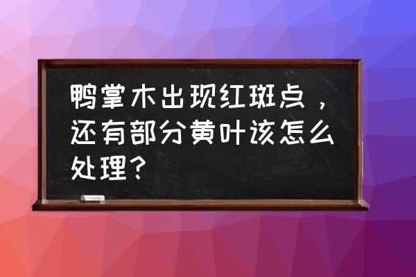 鹅掌柴叶子发黄掉落怎么补救 鸭掌木出现红斑点，还有部分黄叶该怎么处理？