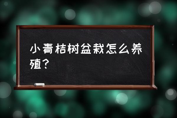 金橘的养殖方法和注意事项 小青桔树盆栽怎么养殖？