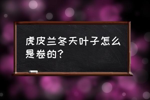 虎皮兰卷曲解决方法 虎皮兰冬天叶子怎么是卷的？