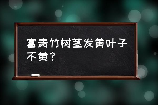 富贵竹的根须变黄怎么回事 富贵竹树茎发黄叶子不黄？