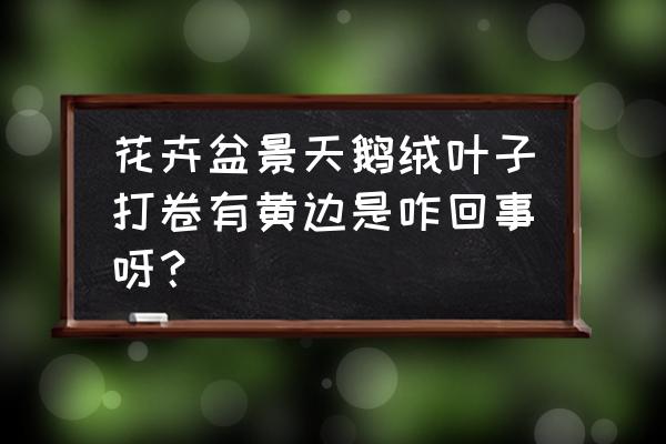 天鹅绒竹芋叶子下垂怎么补救 花卉盆景天鹅绒叶子打卷有黄边是咋回事呀？