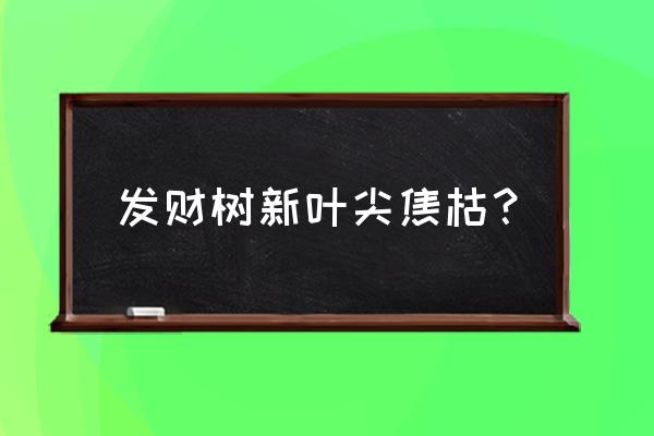 发财树叶子干枯了怎么补救 发财树新叶尖焦枯？