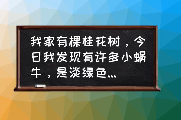 桂花土里可以有蜗牛吗 我家有棵桂花树，今日我发现有许多小蜗牛，是淡绿色的，我想问会不会对植物构成危害？