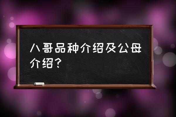 真正的八哥鸟有什么特征 八哥品种介绍及公母介绍？