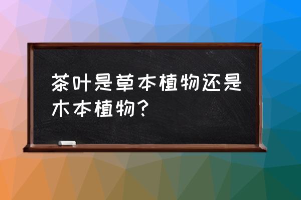 茶树修剪机刀钝了怎么办 茶叶是草本植物还是木本植物？