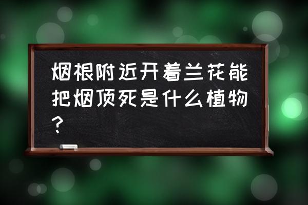 吸收二手烟最好的植物排名 烟根附近开着兰花能把烟顶死是什么植物？