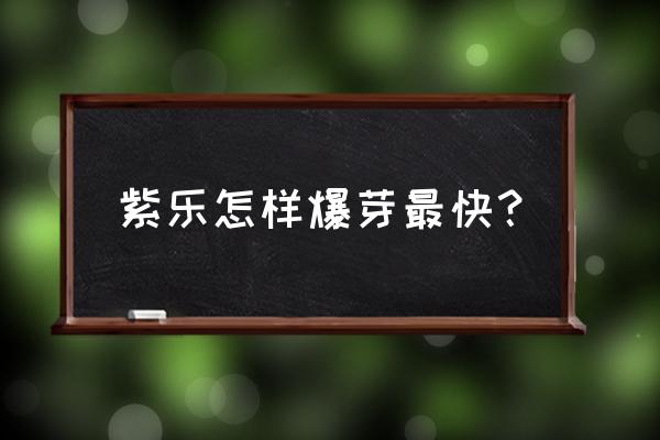 多肉紫乐为什么不爆侧芽 紫乐怎样爆芽最快？