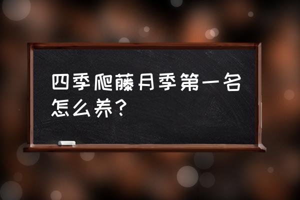 爬藤月季花怎么养才能长得快 四季爬藤月季第一名怎么养？