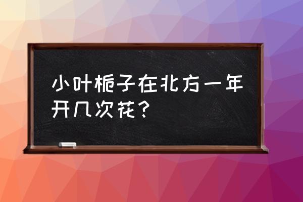 北方种栀子花的正确方法 小叶栀子在北方一年开几次花？