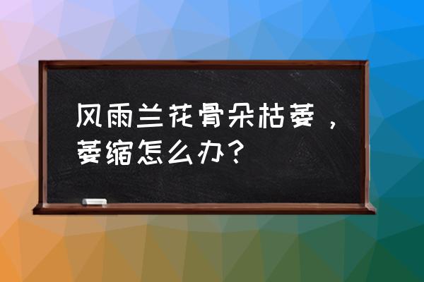 风雨兰在没有阳光的情况下养 风雨兰花骨朵枯萎，萎缩怎么办？