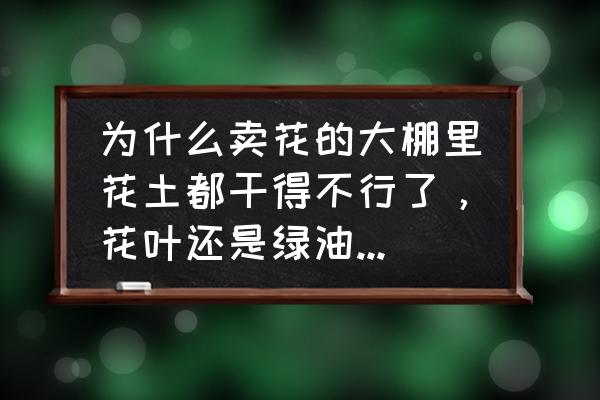 怎样才能让兰花叶子油亮 为什么卖花的大棚里花土都干得不行了，花叶还是绿油油的呢？