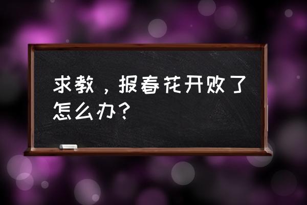 报春花开败了要怎么养护 求教，报春花开败了怎么办？