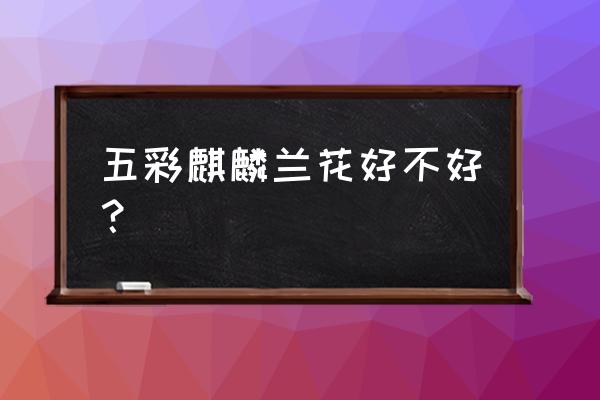 好养又漂亮的兰草 五彩麒麟兰花好不好？