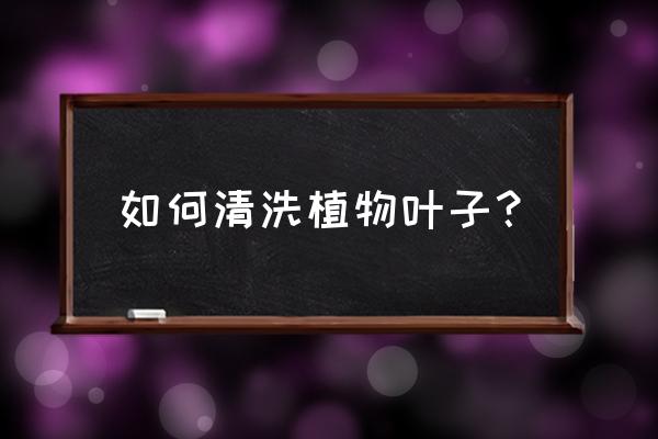 叶子上的灰尘怎么去除最快 如何清洗植物叶子？