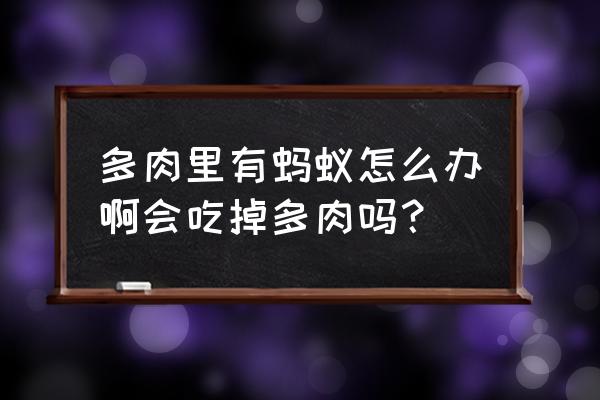 多肉盆被虫和蚂蚁住了怎么解决 多肉里有蚂蚁怎么办啊会吃掉多肉吗？