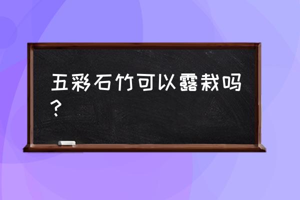 石竹在阳台怎么养经验分享干货 五彩石竹可以露栽吗？